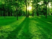 Năm sinh và màu sắc phù hợp cho người mệnh Mộc