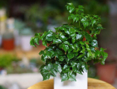 Ý nghĩa phong thủy của cây Hạnh Phúc