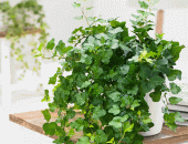 Ý nghĩa phong thủy của cây thường xuân