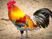 Tử vi năm 2021 tuổi Dậu