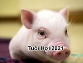 Tử vi năm 2021 tuổi Hợi
