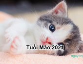Tử vi năm 2021 tuổi Mão