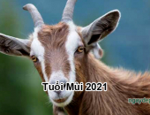 Tử vi năm 2021 tuổi Mùi