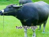 Tử vi năm 2021 tuổi Sửu