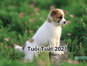 Tử vi năm 2021 tuổi Tuất