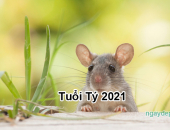Tử vi năm 2021 tuổi Tý
