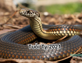 Tử vi năm 2021 tuổi Tỵ