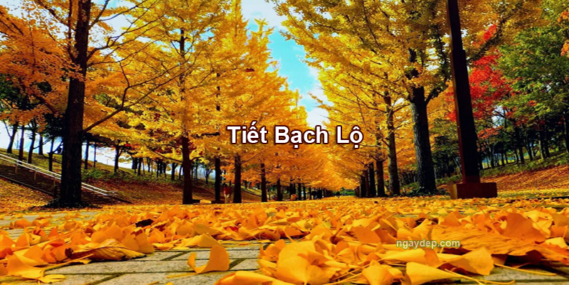 Tiết Bạch Lộ 2026