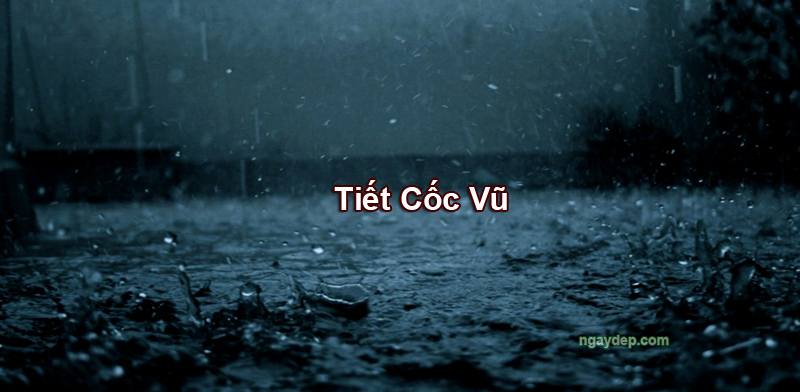 Tiết Cốc Vũ 2025