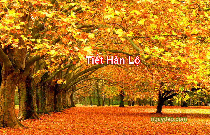 Tiết Hàn Lộ 2029