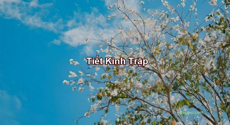 Tiết Kinh Trập 2025