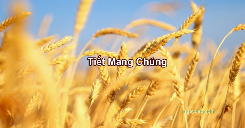 Tiết Mang Chủng 2025