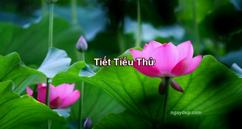 Tiết Tiểu Thử 2029
