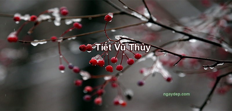 Tiết Vũ Thủy 2029