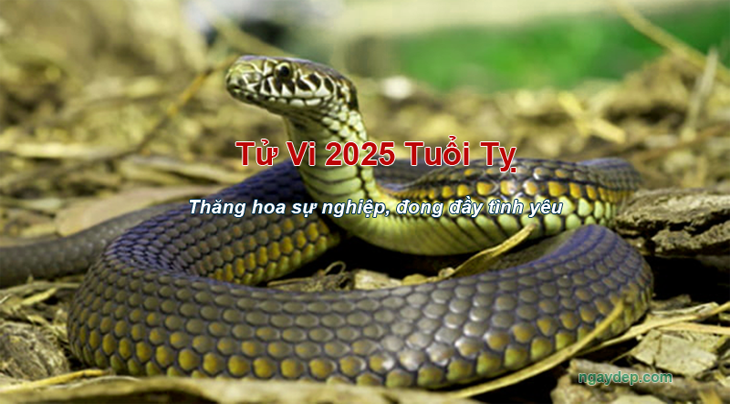 Tử vi 2025 Tuổi Tỵ Tử vi 2025 Tuổi Tỵ