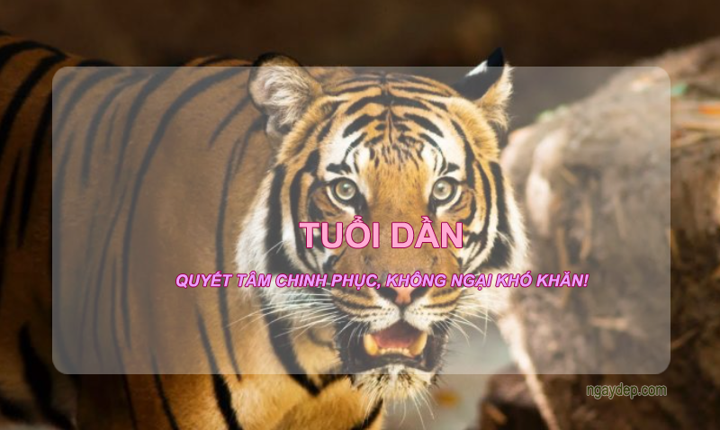 Tuổi dần 2025 - Quyết tâm chinh phục, không ngại khó khăn
